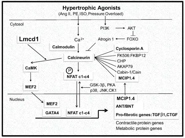 Proposed pathway from pressure overload to cardiac hypertrophy and fibrosis. The Lmcd1-relevant factors evaluated in the study are highlighted in the boxes