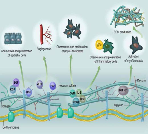 Binding of certain growth factors and cytokines to the extracellular matrix. The figure highlights prominent interactions. Shown is a selection of relevant ECM binding factors (also discussed in the text) and their association with either heparan sulfate or collagen and their target cells. The liberation of ECM-stored biologically active growth factors and cytokines can either trigger (inflammatory) cells to further degrade ECM or promote excess ECM deposition by (myo)fibroblasts (as is the case with decorin/biglycan-bound transforming growth factor, TGF-β1). EGF, epidermal growth factor; FGF, fibroblast growth factor; HGF, hepatocyte growth factor; IL-2, interleukin-2; KGF, keratinocyte growth factor; OsM, oncostatin-M; PDGF, platelet-derived growth factor; VEGF, vascular endothelial growth factor