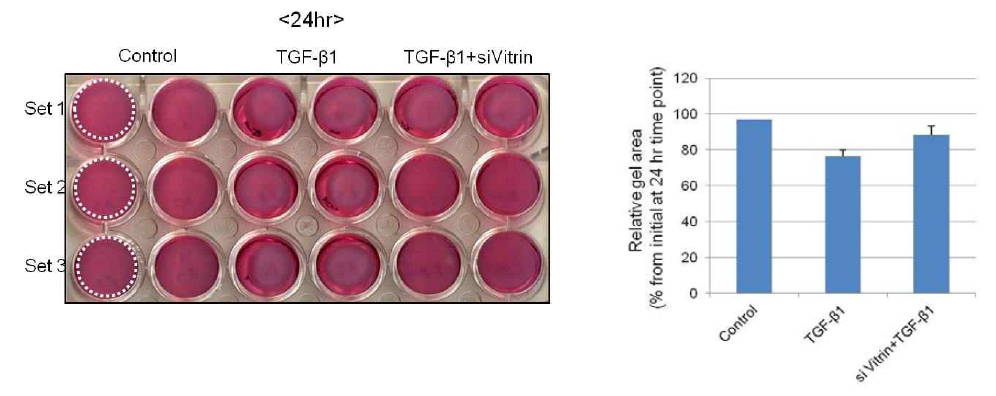 음경만곡증 환자의 섬유화병변에서 분리 배양된 섬유모세포에서 TGF-β1을 처리한 결과 수축된 collagen gel의 크기가 Vitrin siRNA에 의해 정상 그룹과 유사하게 유지됨을 확인하였음. 이는 세포외기질 단백질의 수축이 Vitrin siRNA에 의해 효과적으로 억제함을 의미함