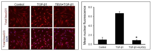 TGF-β1 처리 후 Total Smad2/3 분자가 핵안으로 이동함. TEW-7197+TGFβ1 동시 처리 시 TEW-7197이 smad2/3가 핵안으로 이동하는 nuclear translocation 과정을 효과적으로 차단시키는 것을 확인함