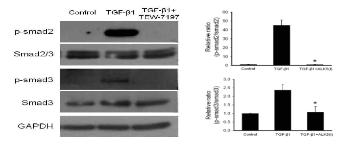 TGF-β1 처리 후 Smad2 및 Smad3의 인산화 (phosphorylation)가 유도됨. TEW-7197처리 후 TGF-β1 신호전달에 의한 Smad2, Smad3의 인산화가 현저히 억제됨을 확인함