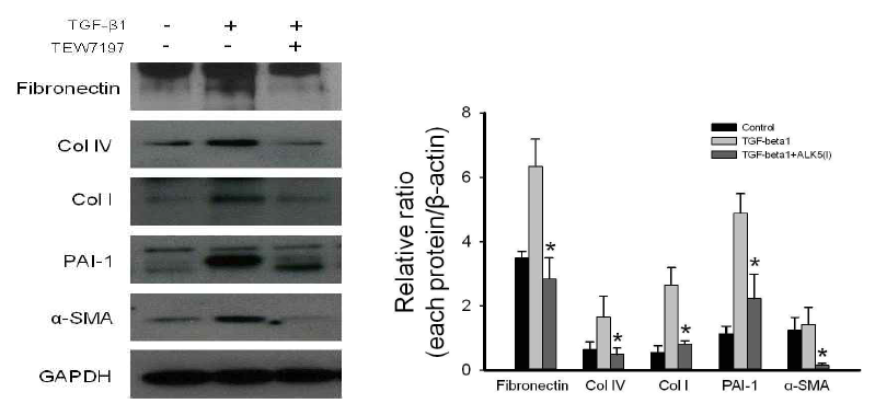 음경만곡증 환자의 섬유화병변에서 분리된 섬유모세포에서 TEW-7197 처리 후, ALK5 의 저해를 유도함. ECM protein, 즉 PAI-1, fibronectin, collagen Ⅰ, collagen Ⅳ의 발현이 TGF-β1 처리 후 현저하게 증가하였고, TGF-β1에 의한 ECM 단백질 발현을 현저하게 억제함. 또한 TGF-β1에 의해 fibroblast가 myofibroblast의 전이가 억제됨을 α-SMA로 확인함