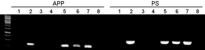 5XFAD 선별을 위한 PCR 결과