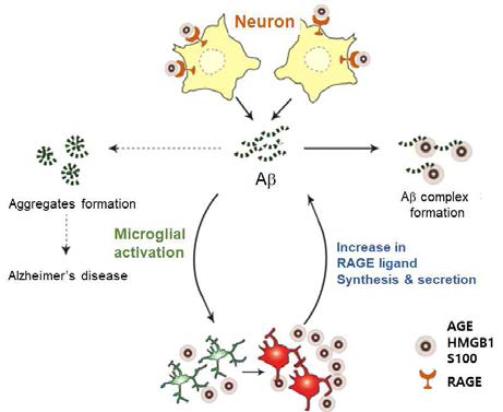 RAGE(신경세포)와 RAGE 리간드(미세아교세포)의 상호작용에 의한 신경세포 사멸