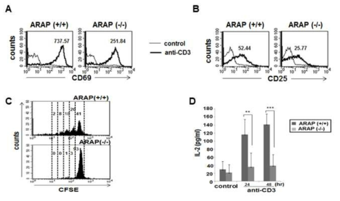 ARAP KO 마우스 T 세포 활성화 및 그에 따른 기능 분석