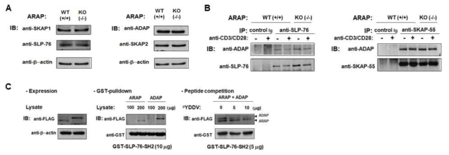 SLP-76의 SH2 domain과 결합하는 ADAP과 ARAP 단백질의 affinity 분석