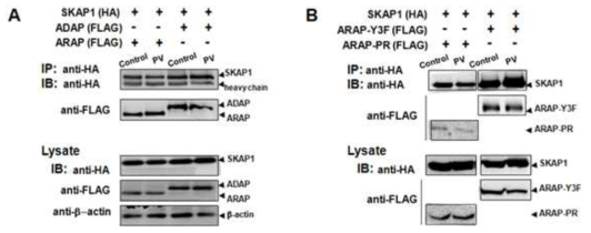 Adaptor 단백질 SKAP-55 (SKAP1)와 ARAP 단백질의 결합 분석