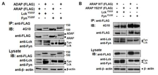 ARAP 단백질과 Src PTK 결합 및 tyrosine 인산화 분석