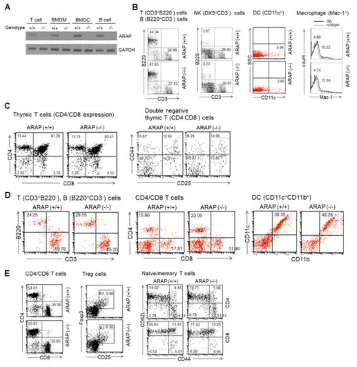 ARAP KO 마우스 면역세포들의 분석