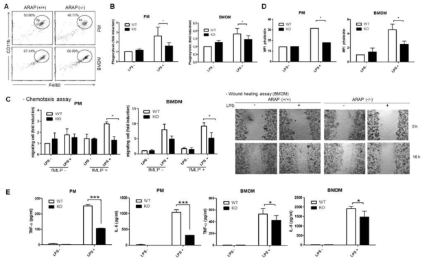 ARAP KO 마우스 macrophage population 및 기능 분석