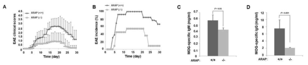 ARAP KO 마우스 EAE 유도 및 항체 형성 분석