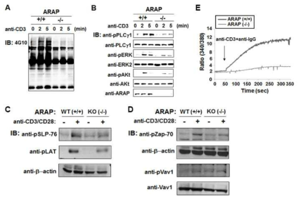 ARAP KO 마우스 T 세포에서 TCR 자극에 의한 단백질 tyrosine 인산화 분석