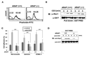 ARAP KO 마우스 T 세포에서 TCR 자극에 의한 actin 및 integrin 활성화 분석