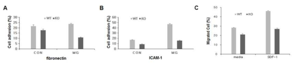 ARAP KO 마우스 T 세포에서 integrin 및 chemokine 수용체 작용 분석