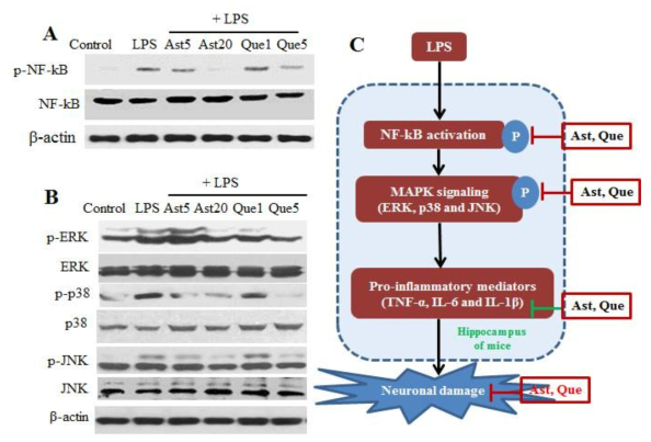 Effects of astragalin and isoquercitrin on the activation of NF-kB, ERK, p38 and JNK (A, B). Diagram of the underlying molecular mechanisms about the effects of astragalin and isoquercitrin as an anti-neuroinflammation modulator in hippocampus of mice (C)