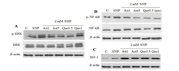 Effect of astragalin(Ast) and isoquercitrin(Que) on SNP-induced activation of ERK(A), NF-kB(B) and HO-1(C) in SK-N-SH