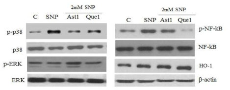 Effect of astragalin(Ast) and isoquercitrin(Que) on SNP-induced activation of ERK, p38, NF-kB and HO-1 in microglia