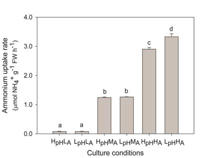 배양 조건별 NH4+ 흡수율 (μmol g-1 FW h-1)