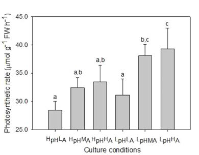 광합성에 따른 배양 조건별 산소 발생률 (μmol O2 g-1 FW h-1)