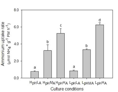 배양 조건별 NH4+ 흡수율 (μmol g-1 FW h-1)