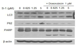 리소좀 조절물질 S-1과 Doxorubicin의 병용처리