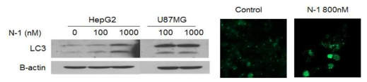 리소좀 조절약물(N-1)의 자가포식 현상에 미치는 효과 HepG2와 U87MG 세포에 리소좀 조절약물 N-1을 처리한 후 LC3 단백질 발현 및 형태학적 분석