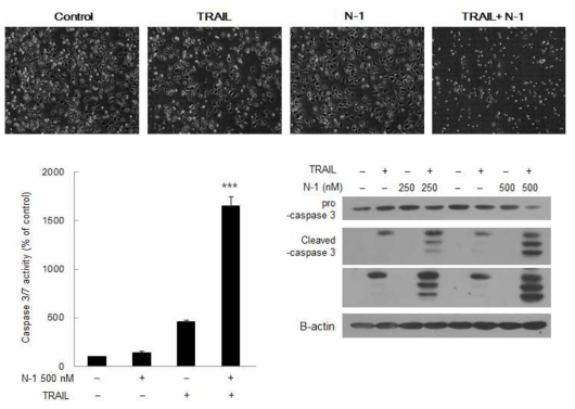 리소좀 조절물질 N-1과 TRAIL의 병합 처리 시 TRAIL sensitizing 효과 확인