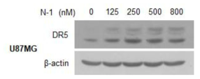 리소좀 조절 물질 N-1에 의한 DR5 발현 증가