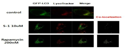 S-1 처리에 의한 autophagosome과 lysosome의 형태학적 변화