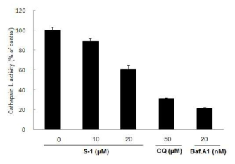 S-1 처리에 따른 cathepsin L 활성도