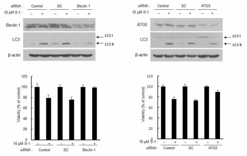 siBecin-1, siATG5에 의한 교모세포종 (U87MG)에서의 세포사멸 활성감소