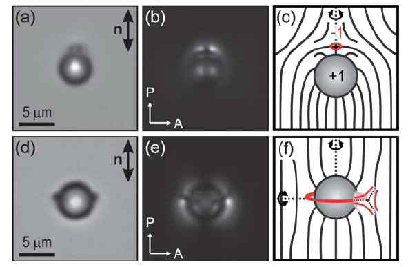 액정 콜로이드와 그 주위의 위상 결함. (a)와 (d) 액정분자가 표면에 수직 배향하도록 처리된 microsphere 가 기판 표면에 나란하도록 배향된 액정 셀 속에 있는 모습을 보여 주고 있는 현미경 사진으로 (a) 사진 속의 검은색 점이 point defect((c)에서 작은 붉은색 고리에 해당함)이고 (d) 사진에서는 왼쪽 오른쪽 양 옆에 붙어있는 검은색 점이 콜로이드를 둘러싸고 있는 새턴링(Saturn ring, (f)에서 붉은 선으로 보여짐)에 해당한다. (b)와 (e) 각각 (a)와 (d) 에 해당하는 편광현미경 사진으로 콜로이드 주위 액정 배향의 변형을 훨씬 잘 보여주고 있다. (c)와 (f) 도식적으로 나타내어진 수직 배향 조건을 가진 microsphere 주위의 액정 director field로 (c)에서는 반사 대칭성이 깨지고 위상 쌍극자(topological dipole) 결함이 형성되는 반면 (f)에서는 대칭성이 깨어지지 않는 위상 사중극자 (topological quadrupole)이 형성되는 것을 보여준다. 표면 처리된 콜로이드는 +1의 위상 전하를 가지게 되고 액정이 처음에 정렬되어 있었다는 경계 조건을 만족시키기 위해 이를 없애기 위해 –1 위상 전하가 마이크로 구 주위에 위상 점 결함이나 나 새턴링 형태로 만들어진다
