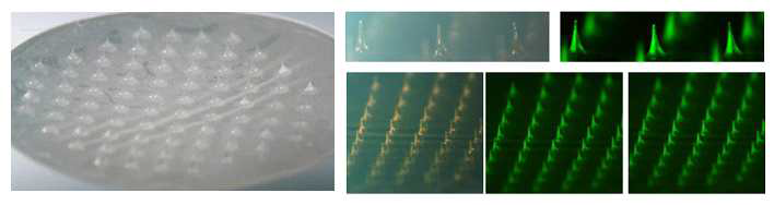 송풍인장방식으로 제작된 용해성 마이크로니들 패치 이미지 (green fluorescence = OVA-FITC)