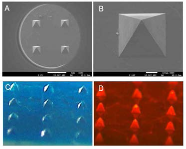 몰드 성형방식으로 제작한 DiD를 포접한 용해성 마이크로니들 구조 (주사전자현미경 (A, B) 및 실체현미경(C), 형광현미경(D) 이미지)