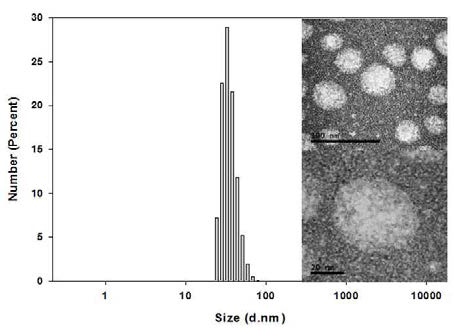마이크로니들은 수용액상에서 용해되어 33±8.73 nm 크기의 구형 자가 조립 나노입자를 형성함. 광분산법으로 분석한 입자 크기 분포 및 나노입자의 투과전자현미경 이미지(inset)