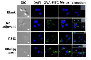 R848을 포접한 자가조립 나노입자(R848@NMC)의 macrophage 자극에 의한 OVA-FITC의 세포 함입 효율 증가. . Cell nuclei (blue) were dyed with DAPI. Scale bars = 5 μm