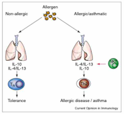 알레르겐(allergen)에 의한 천식 유도시 Th2 세포의 사이토카인 분비 증가