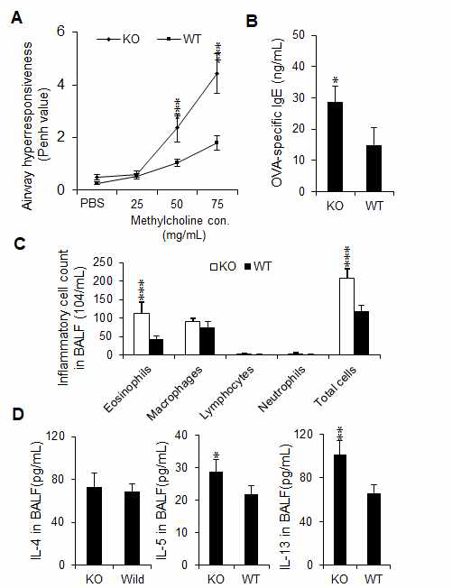 miR-150 deficiency에 의한 Th2 분화 증가 및 천식 병변 심화