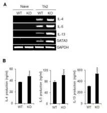 miR-150 결핍에 의한 Th2 세포의 활성화 증가
