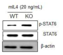 miR-150 결핍쥐에서 Th2 세포 자극에 의한 STAT6의 활성화