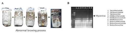 Analysis of LeV mushroom mycovirus from abnormal browning sawdust media for L.edodes