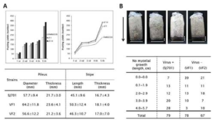 Fruiting yields and characteristics of commercial lines in L. edodes(A) and mycelial growth rate in sawdust(B)