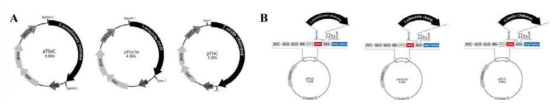 Cloning for purification of T. viride, T. atroviride, and S. aureofaciens chtinase upon over-expression in E. coli expression system genes