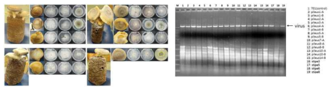 dsRNA extraction of mushroom mycovirus LeV from abnormal fruiting body in L.edodes