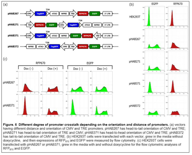 Lentiviral vector에 존재하는 promoter간 crosstalk이 존재함. 포함된 promoter들의 orientation이 head-to-head이면서 서로간의 거리가 먼 경우에 crosstalk 정도가 가장 약함을 보임. 즉, 각 promoter들이 독자적으로 작동함