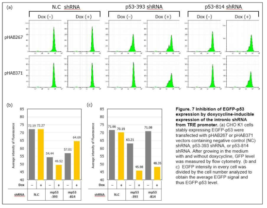 Promoter간 crosstalk이 배제된 lentiviral vector를 이용해서 intronic shRNA를 성공적으로 발현시킴. Doxycycline 처리를 통해서 p53-shRNA를 발현시키고, 이를 통해서 p53-GFP 유전자 발현을 억제시킴