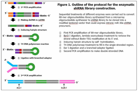 본 연구를 통해서 개발한 유전체 shRNA 라이브러리 제작 기술 설명도