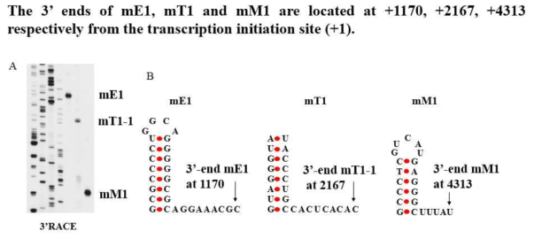 A.대장균에서 mE1, mT1 그리고 mM1 의 3‘RACE 결과. B. mE1, mT1 및 mM1 3‘- 말단에서의 전사체의 염기서열. mE1과 mM1의 stem loop 2차구가, Spot 42 5 ‘말단과 mT1 3‘말단의 혼성화가 보여진다. 아래쪽 화살표는 각 3 ‘이 끝을 나타낸다