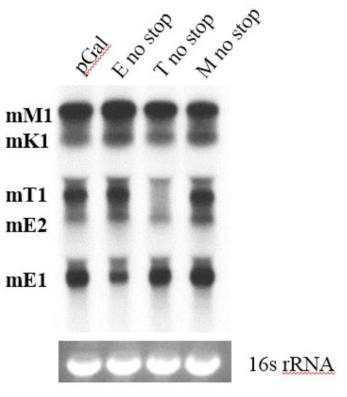 Northern blot analysis with E probe. (Each stop sequence TAA→AAA)