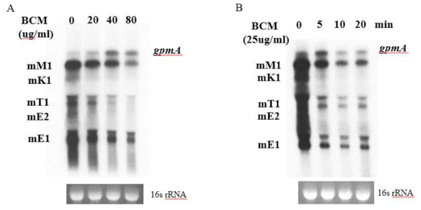 전사종결인자인 Rho 의 저해제인 BCM(bicyclomycin) 에 의한 갈락토오스 오페론 mRNA 의 Northen assay 결과 A. BCM 농도(0, 20, 40, 80 ug/mL) B. BCM 25ug/mL 농도에서 시간(0, 5, 10, 20) 분 후의 mRNA 양상